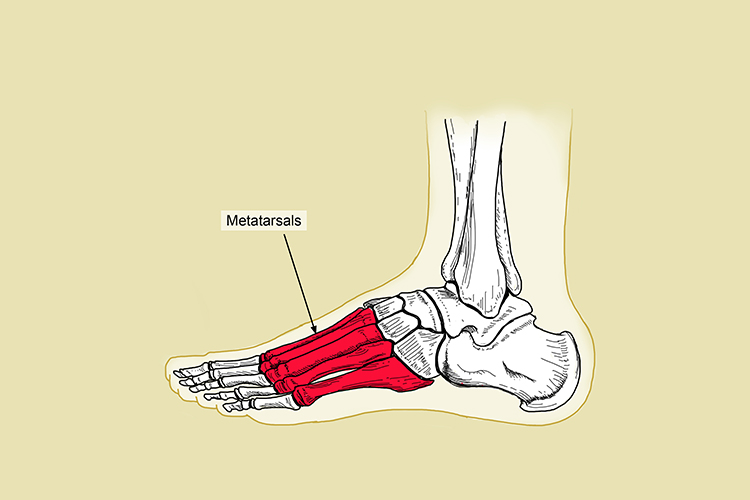 Meta tarsals connect the phalanges (toes) to the tarsal bone region, they are used to give structure to the foot and spread load when standing